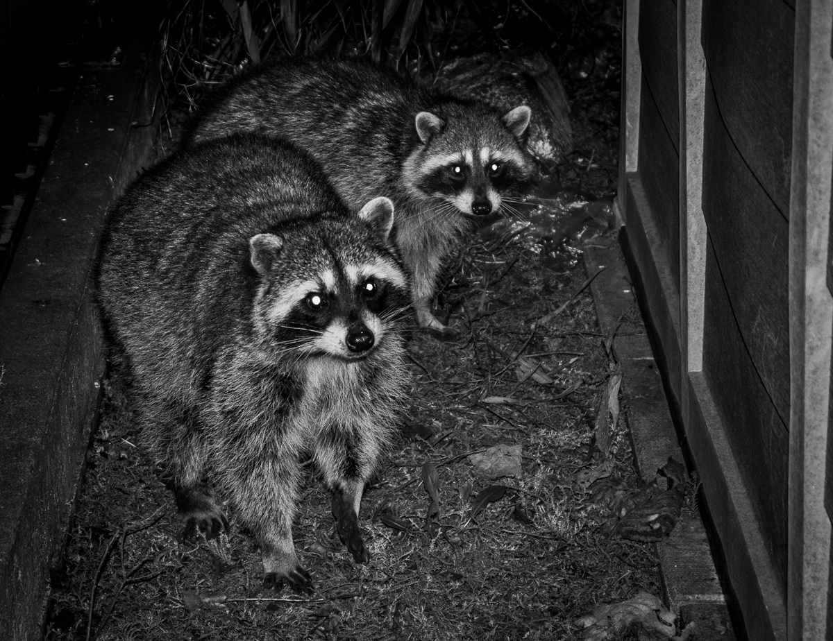 Black Friday Racoons