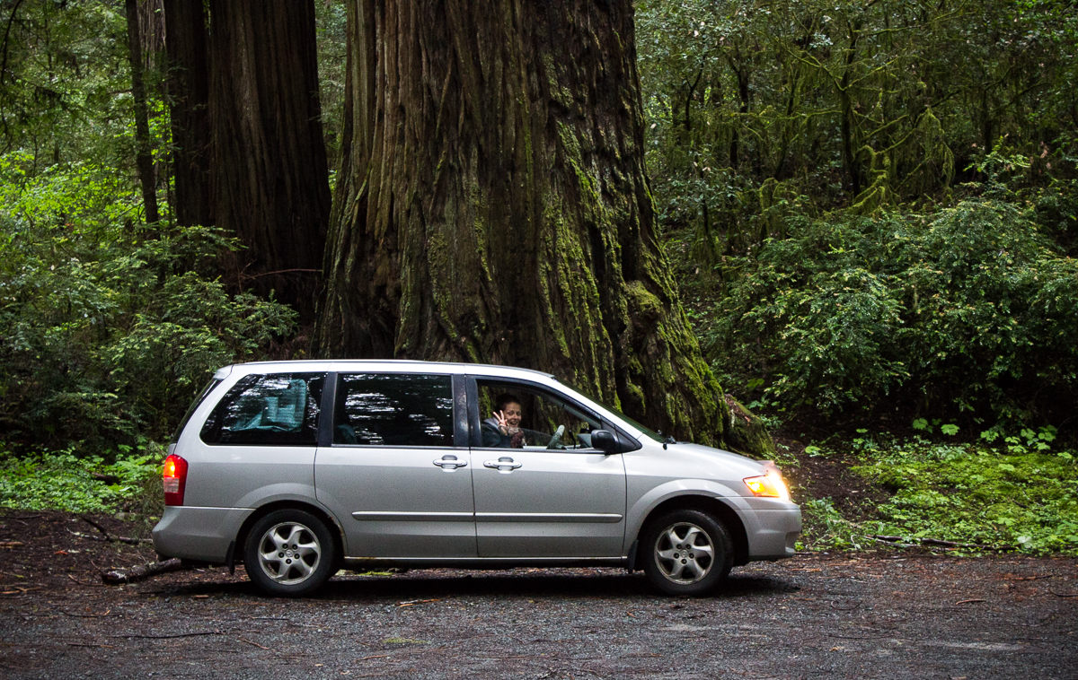 The trunk of a redwood, our minivan for scale.